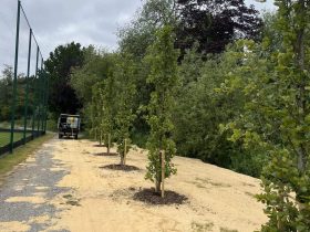 Newly planted trees at Crystal Palace Football Club grounds | TreesUK