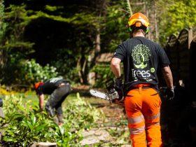 Arborist supervising ground clearing after pruning | TreesUK