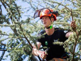 Tree climber in PPE performing pruning in upper canopy | TreesUK