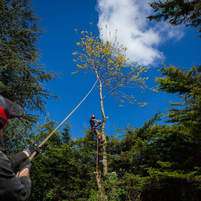 TreesUK